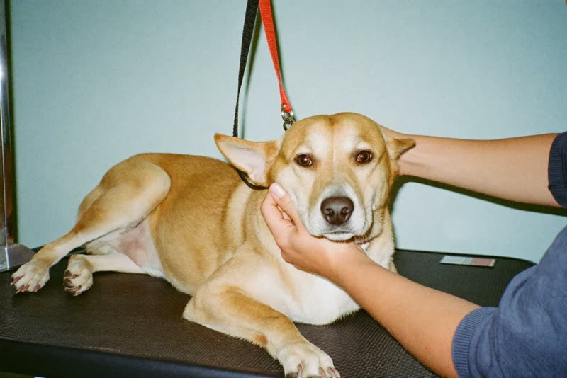 A calm dog being handled on a grooming table
