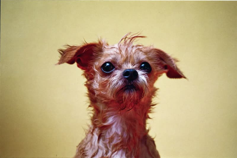 A small dog being blow-dried