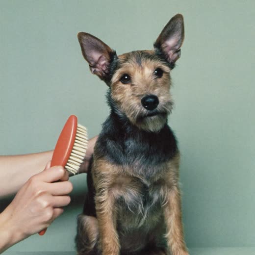 A small terrier being brushed