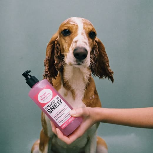 A wet spaniel being bathed