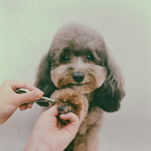 A dog's paw having its nails clipped