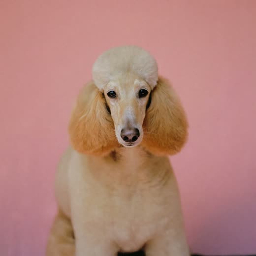 A freshly clipped poodle